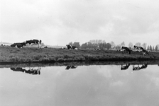 842811 Afbeelding van enkele koeien op een dijkje langs de rivier de Eem, bij de boerderij Hoogerhorst op de Kleine ...